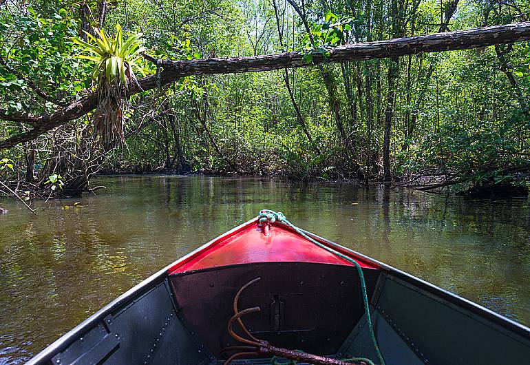 Dia da Amazônia: 5 ideias para estimular a consciência ambiental