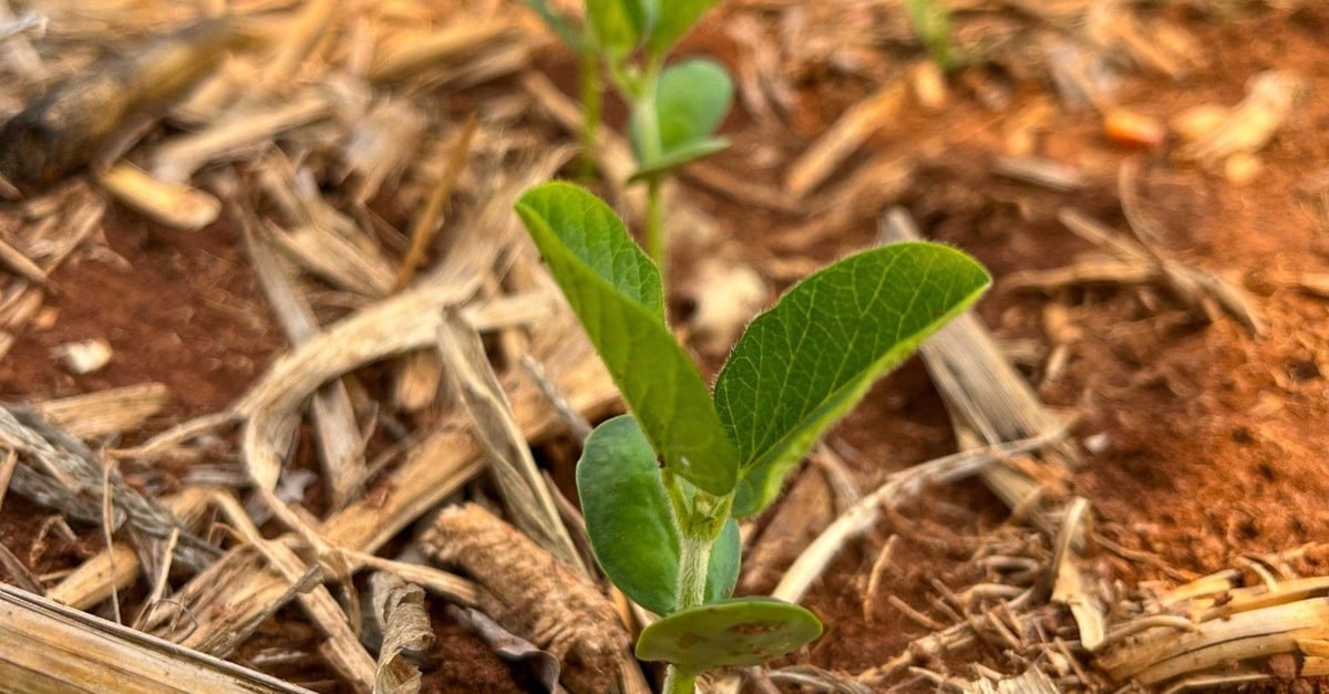 Escassez de chuvas e o clima seco em MT impactam o plantio de soja