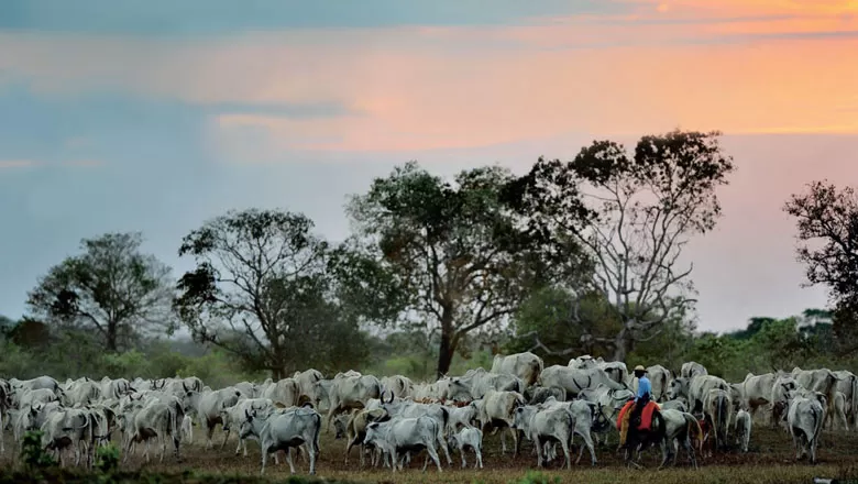 MT sanciona lei que permite pecuária extensiva em áreas alagadas do Pantanal 