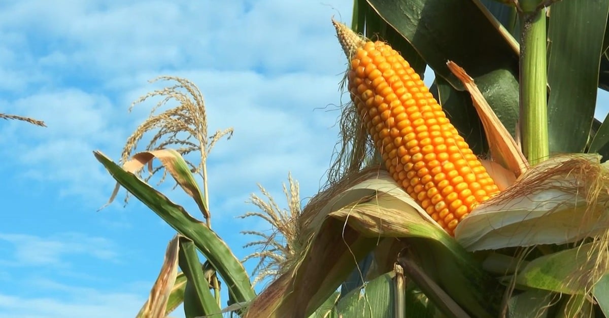 Projeto de usina de etanol de milho em Alto Araguaia prevê R$ 1,3 bi em investimentos