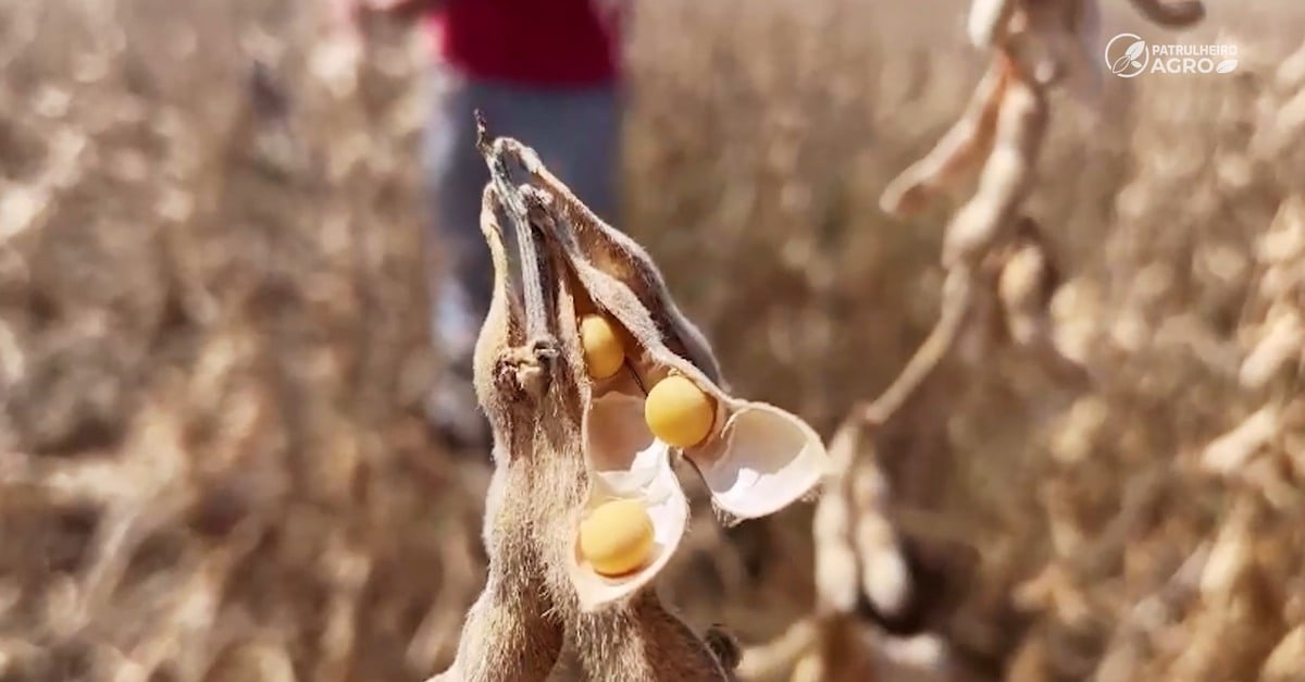 Sem chuva, Mato Grosso planta apenas 0,27% da área de soja