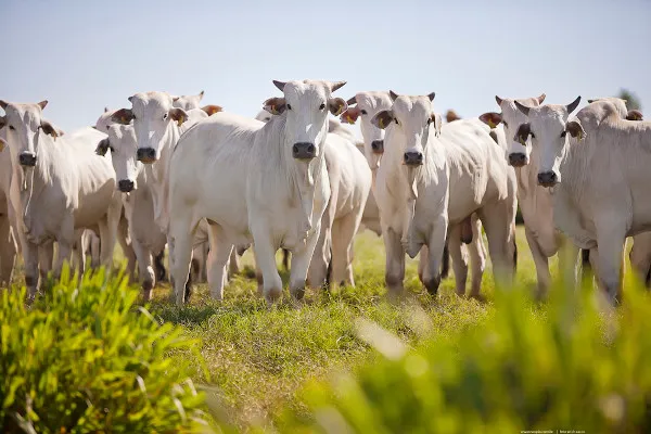 Pecuária ganha mais espaço no Pantanal com nova lei em Mato Grosso.