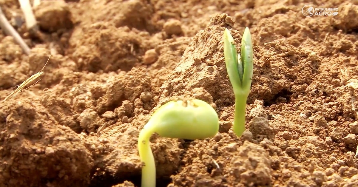 Plantio da soja 24/25 em Mato Grosso ultrapassa a 23/24 pela primeira vez