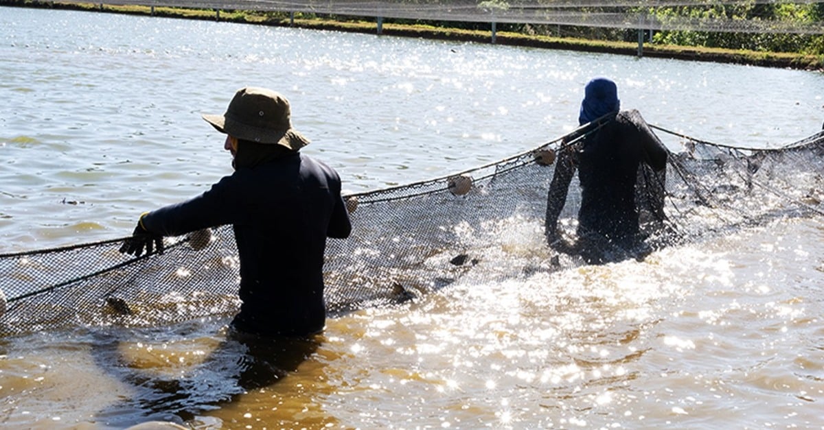 Carcaça de tilápia vira fertilizante orgânico em Mato Grosso