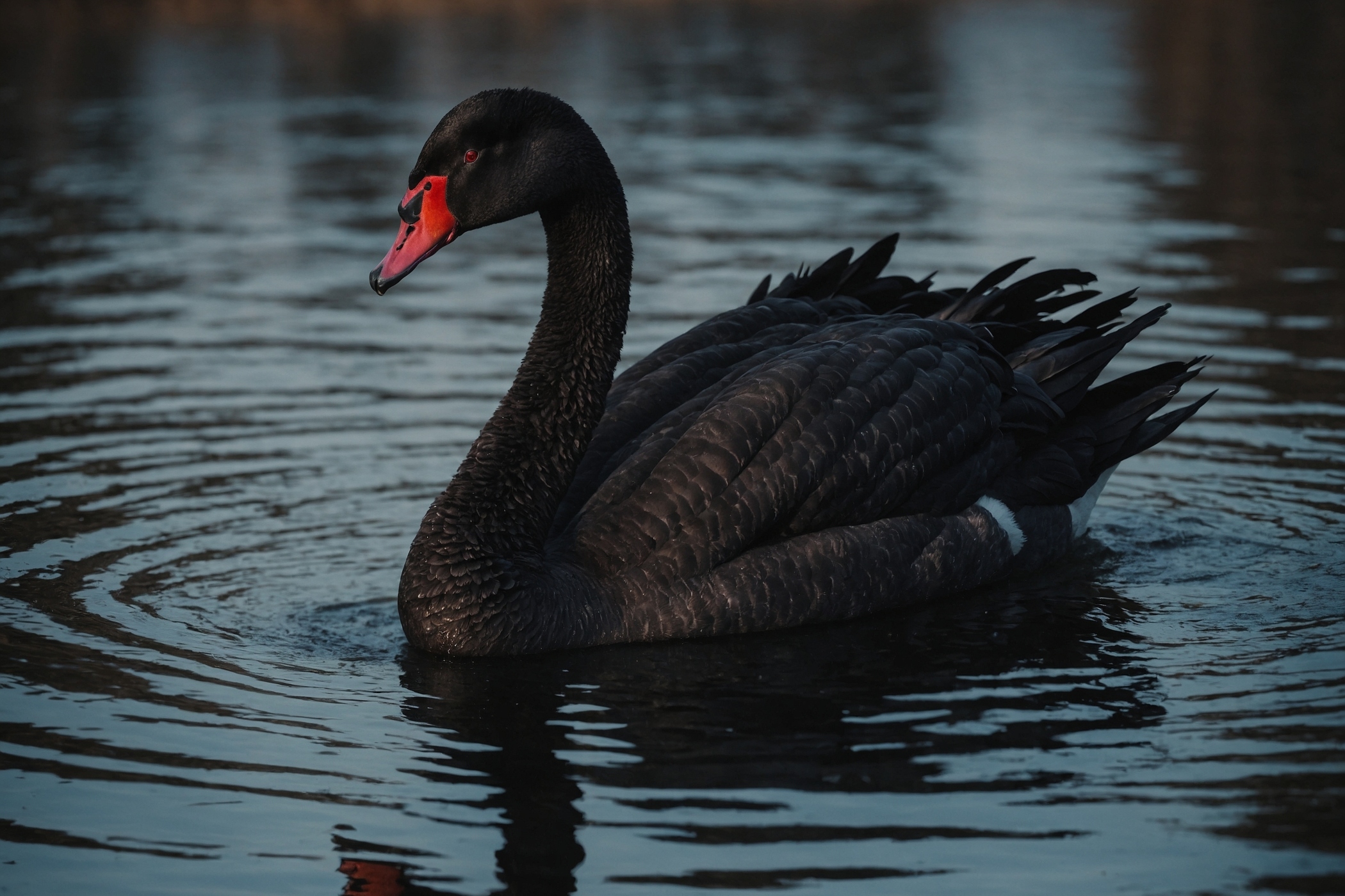 Como um cisne de pelúcia milenar está relacionado à criação do Universo?