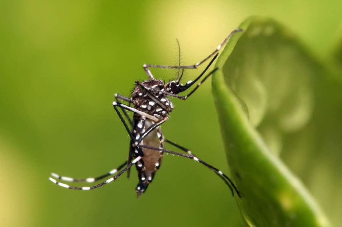 Ensaio clínico aponta eficácia e segurança da vacina de chikungunya em adolescentes | FTN Brasil