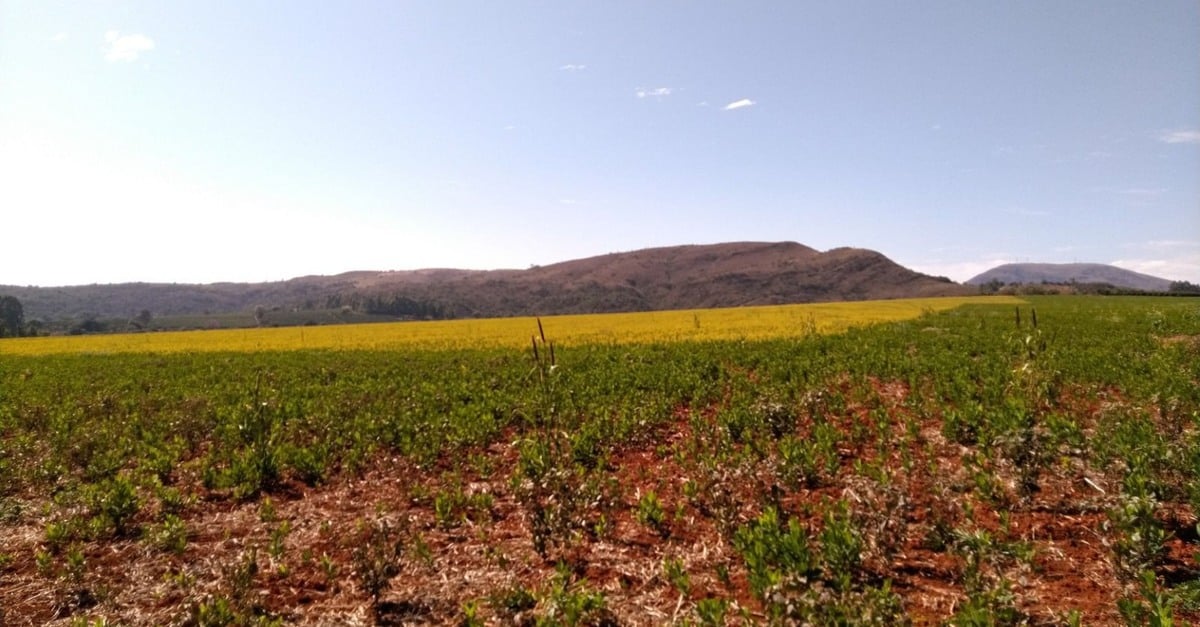 Estudo avalia maturidade microbiológica dos solos voltados para plantio de soja no Cerrado