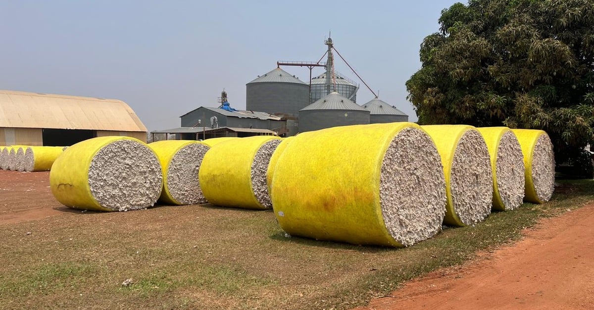 Falta de chuvas na soja coloca em alerta produtores que vão investir no algodão