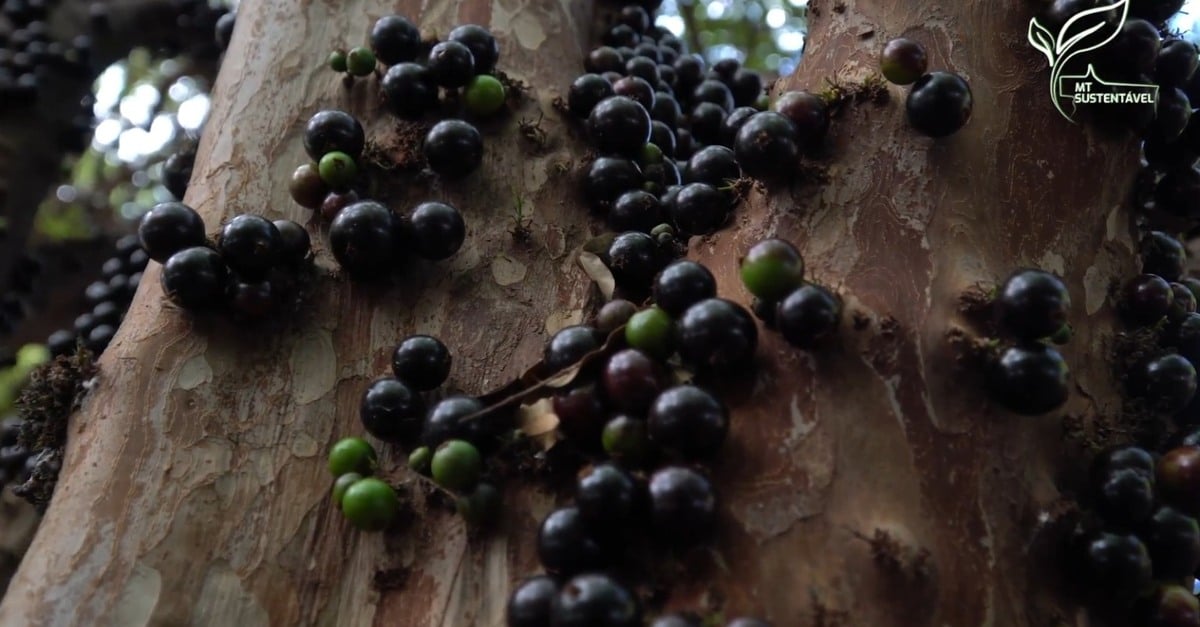 Jabuticaba se torna fonte de renda e atração turística em Mato Grosso