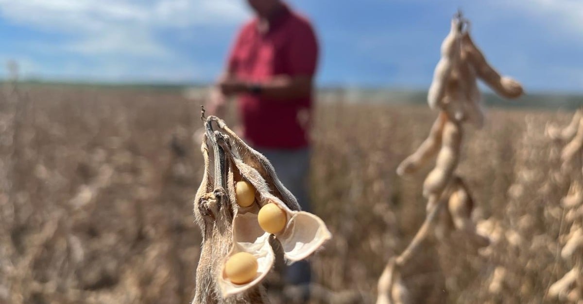 Mato Grosso registra queda de 4,8% na importação de fertilizantes