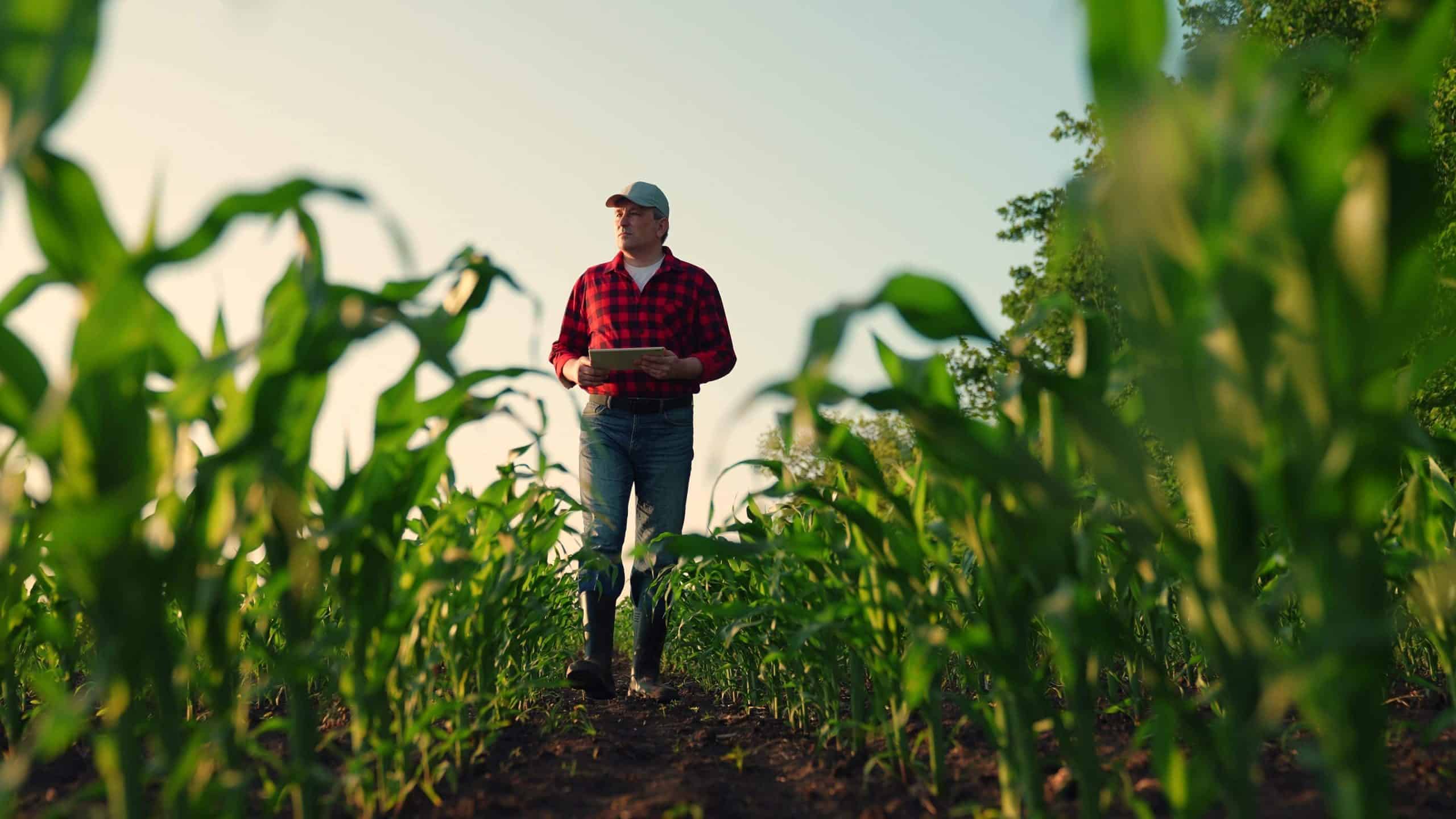 O que é o E-agro e como funciona a plataforma para setor rural?