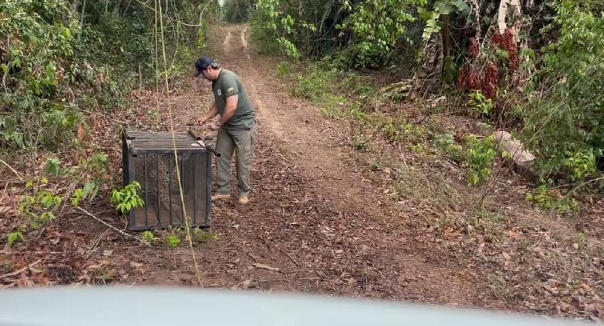 Onça-pintada que caiu em poço desativado é solta depois de passar por tratamento | FTN Brasil