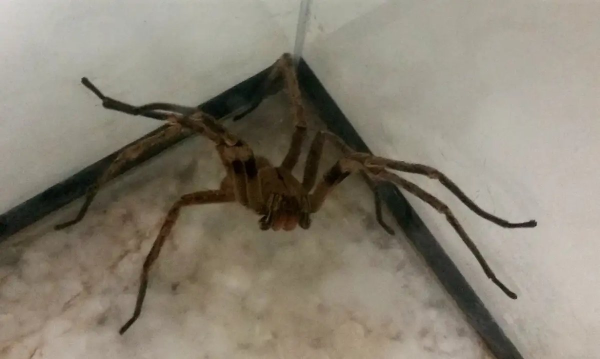 Picadas de aranhas são segunda causa de envenenamento no país | FTN Brasil