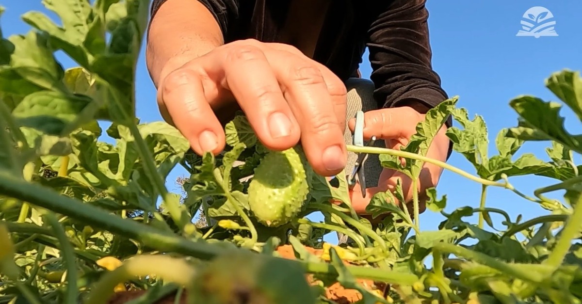 Propostas para Programa de Aquisição de Alimentos podem ser enviadas até o dia 21 de novembro