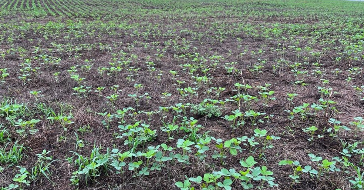 Sem avanços consideráveis, Mato Grosso planta 2,09% da área de soja