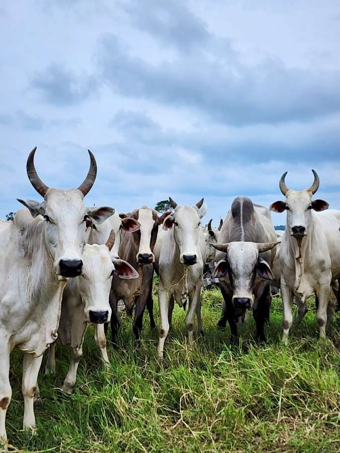 Campanha de atualização de estoque de rebanhos começa nesta sexta-feira (01) em Mato Grosso | FTN Brasil