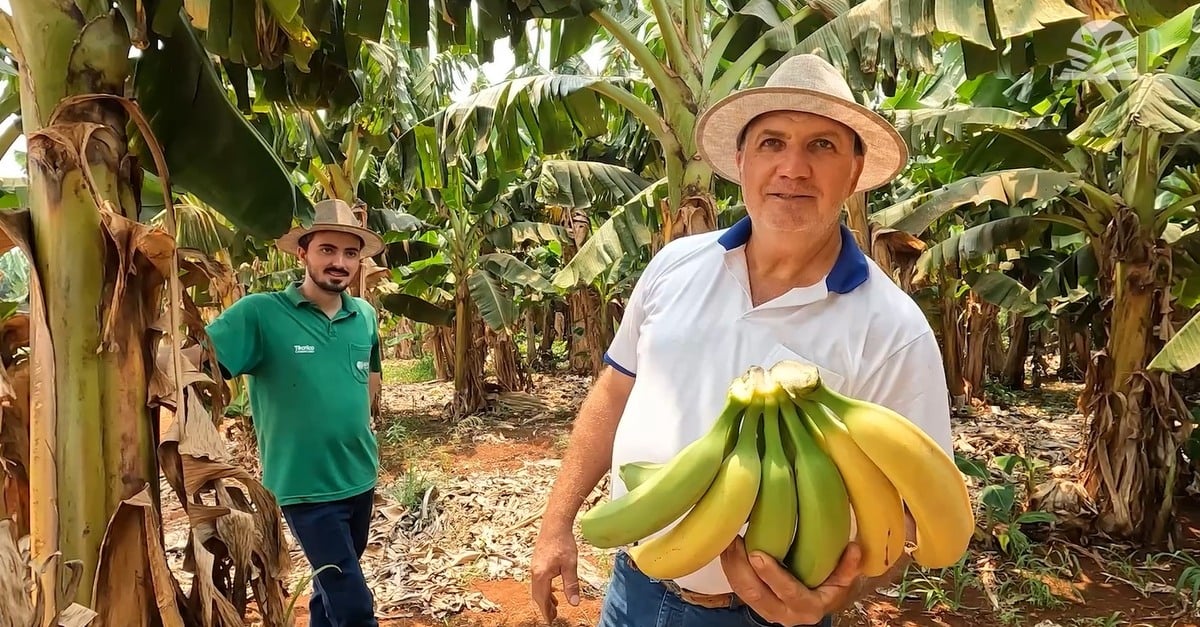 Com orientação certa, produzir bananas é mais rentável que soja