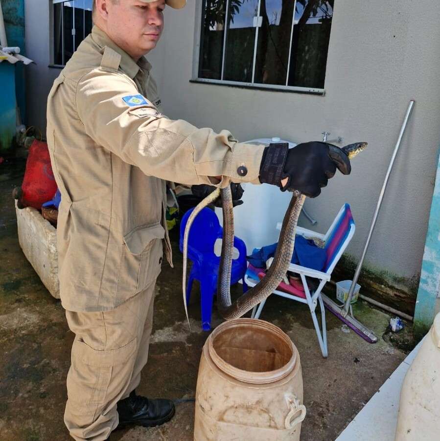 Corpo de Bombeiros alerta para aparecimento de animais peçonhentos em áreas urbanas | FTN Brasil