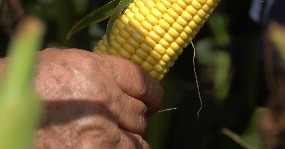 Demanda e menor produção aquecem preço do milho em MT