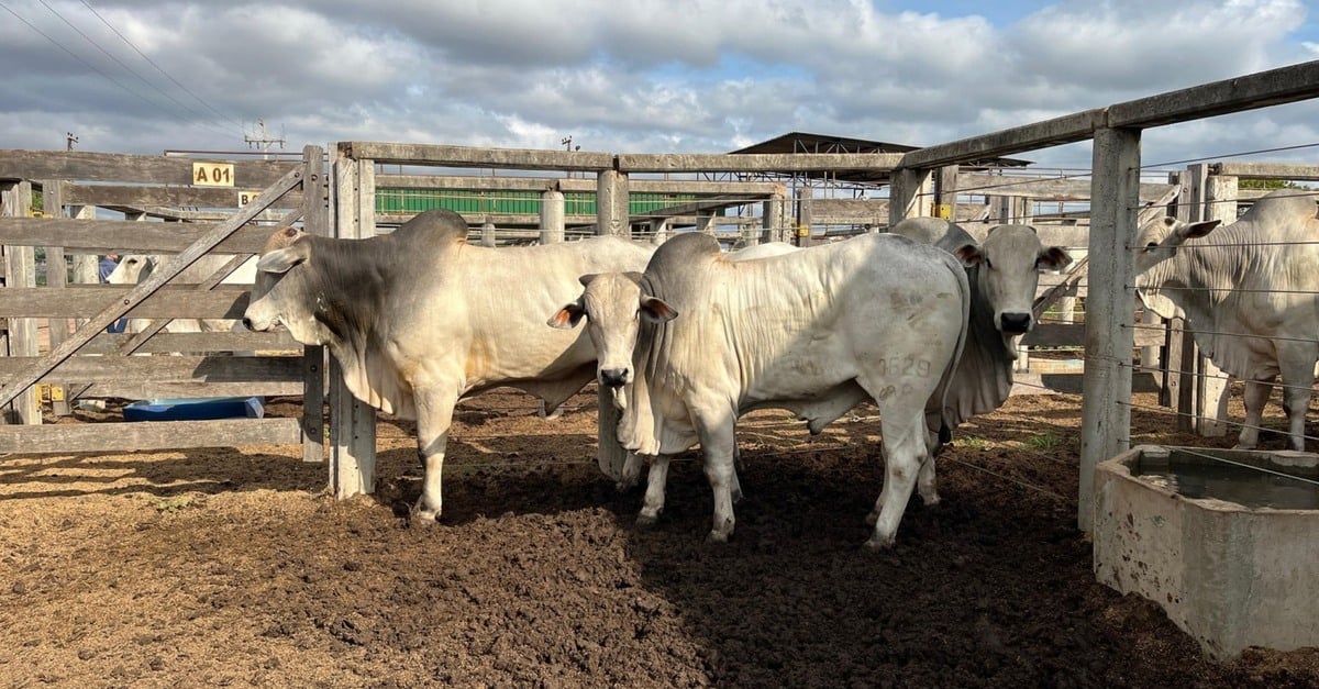 Empresas se unem para promover a troca de touros sem padrão genético por melhoradores