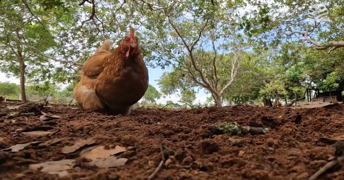 Galinhas felizes e produtores esperançosos, a produção de ovos caipiras em Chapada dos Guimarães