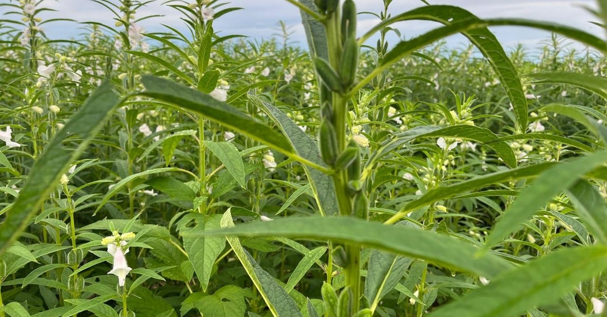 Mato Grosso deverá ser responsável por 65,1% da produção de gergelim na safra 24/25