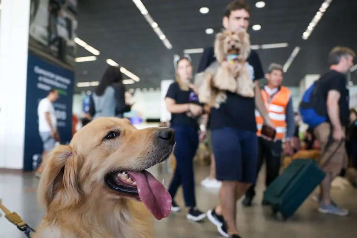 Novas Regras: Governo Federal lança Plano de Transporte Aéreo de Animais | FTN Brasil