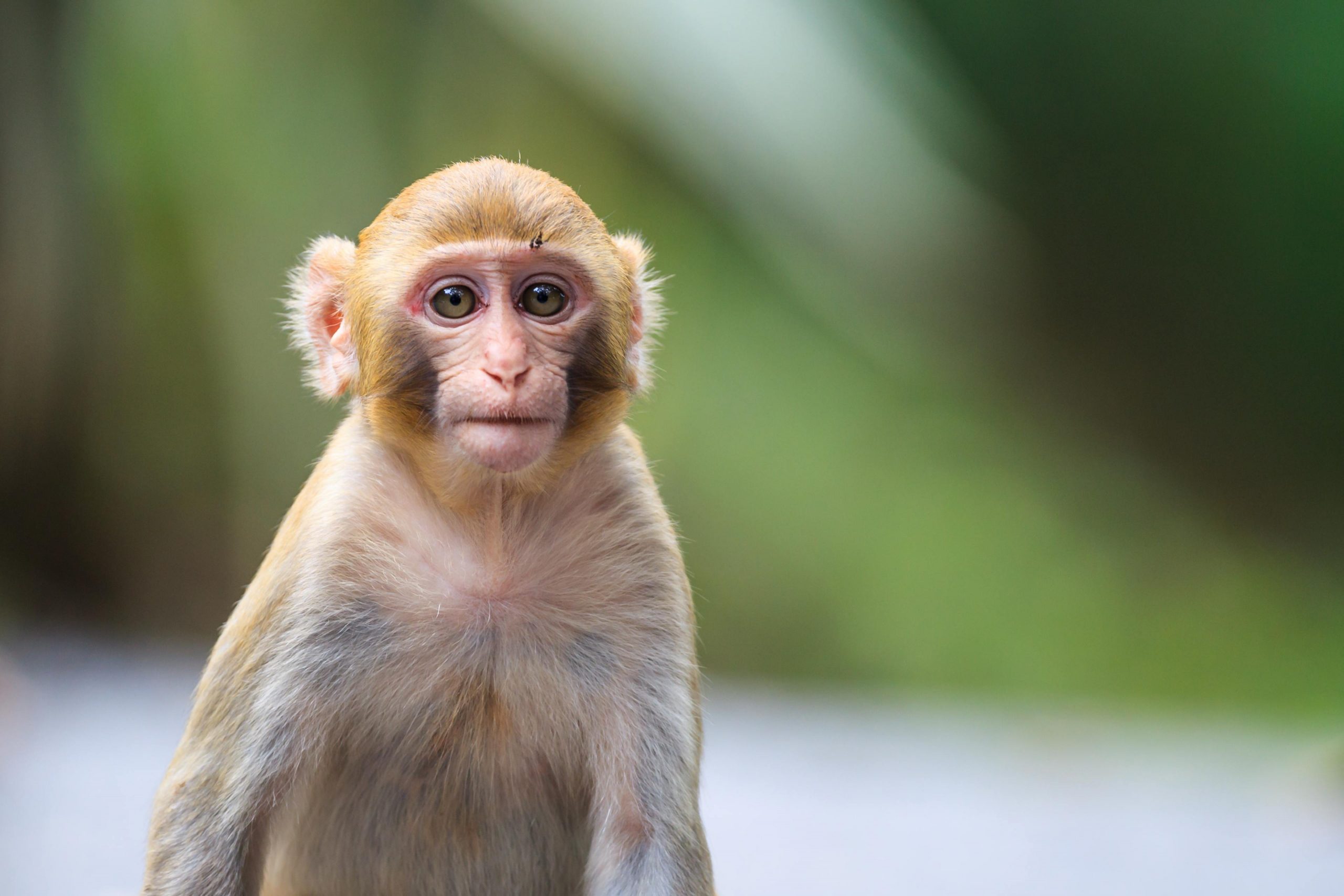 Polícia recupera um dos macacos fujões de laboratório na Carolina do Sul