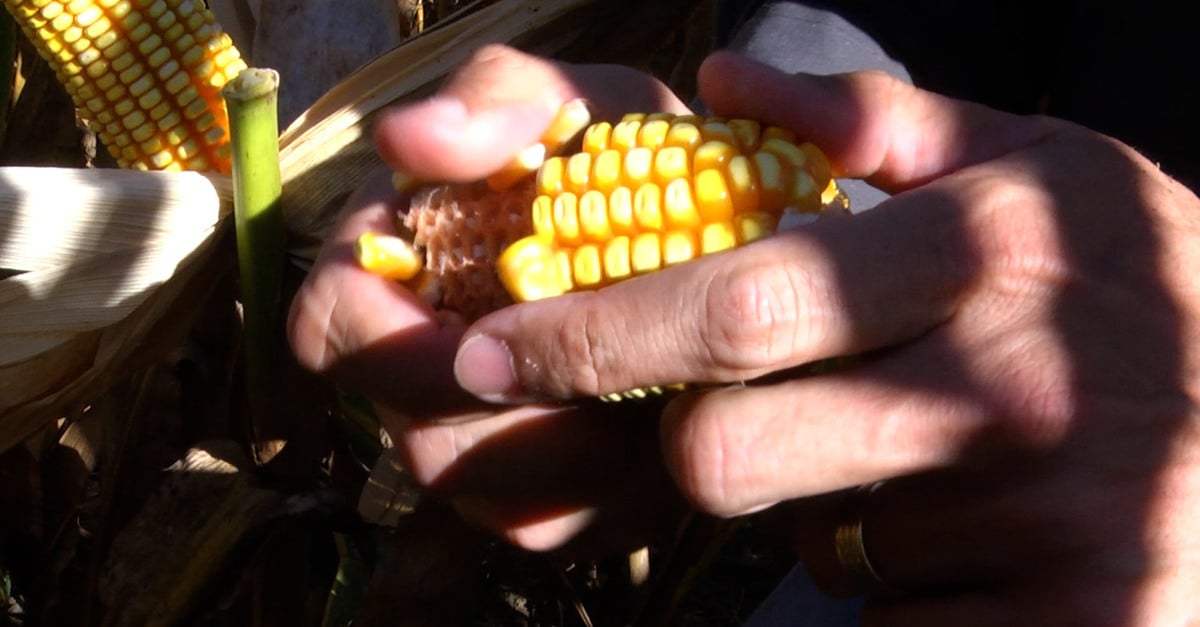 Preço ‘impulsiona’ venda de milho em Mato Grosso