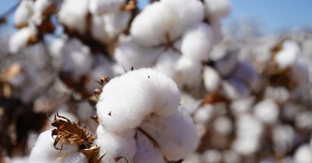 Produção de algodão em caroço é recorde em Mato Grosso