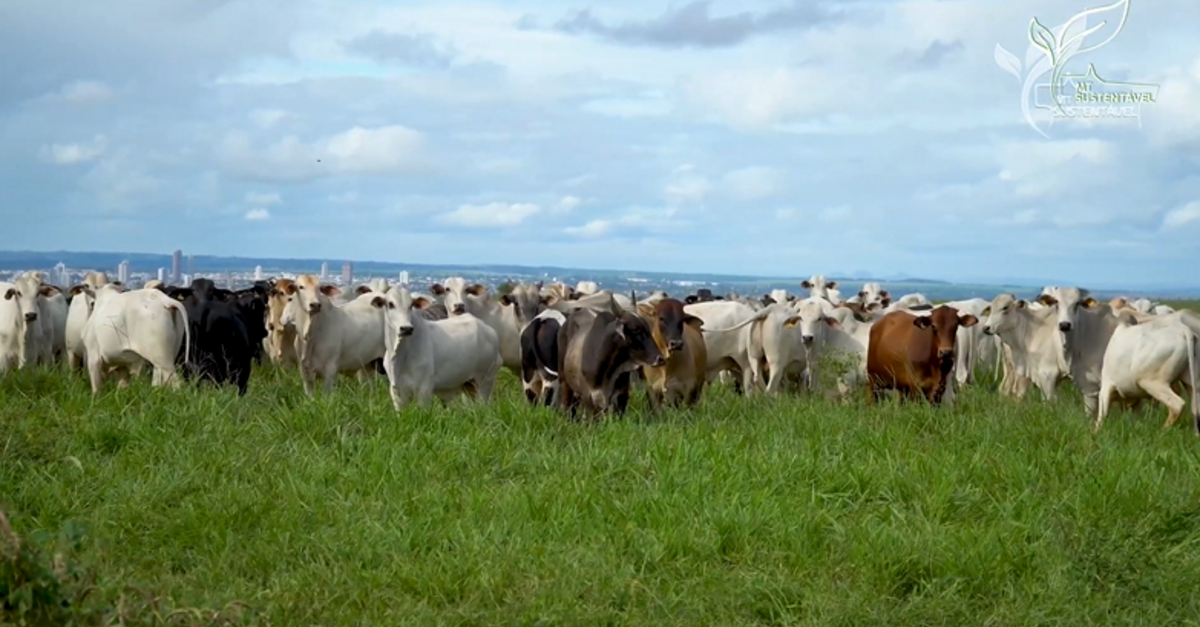 Reposição de nutrientes impulsiona produtividade no sistema lavoura-pecuária