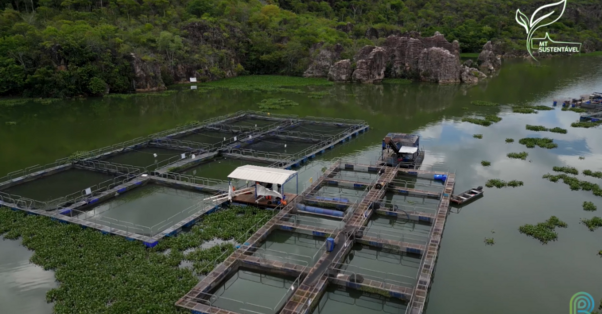 Resíduos de tilápia são transformados em biofertilizantes 