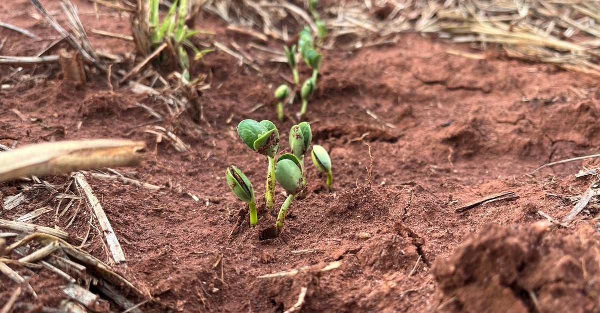 trabalhos em campo em Mato Grosso avançam, mas baixa comercialização preocupa