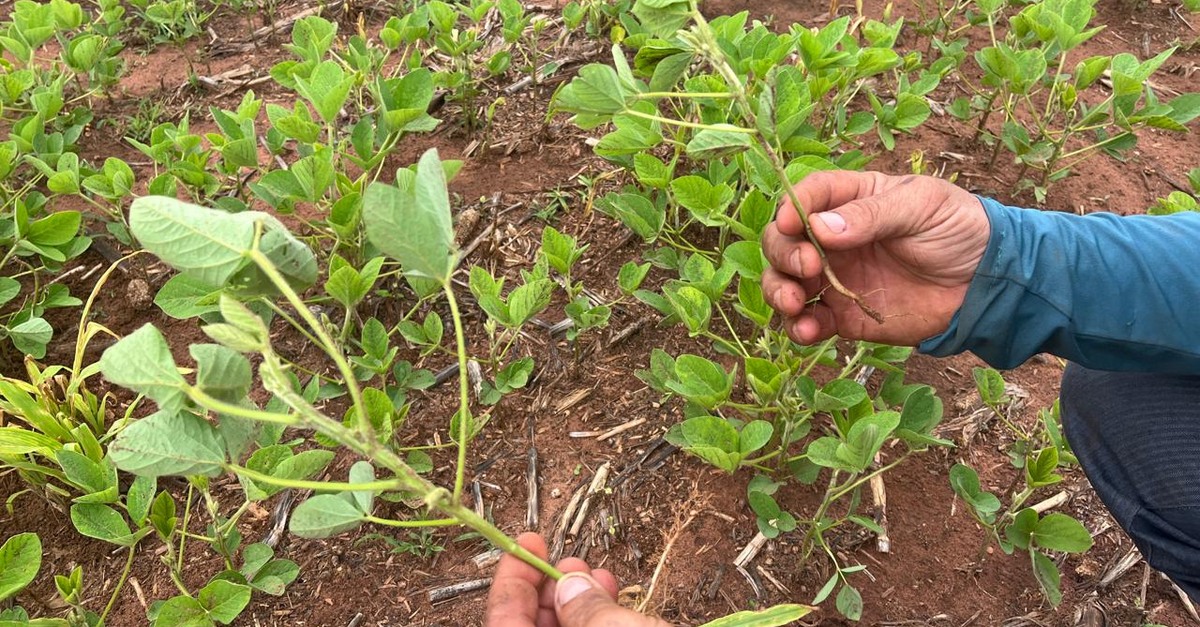 Agricultores em MT reclamam da qualidade da semente de soja entregue nesta safra