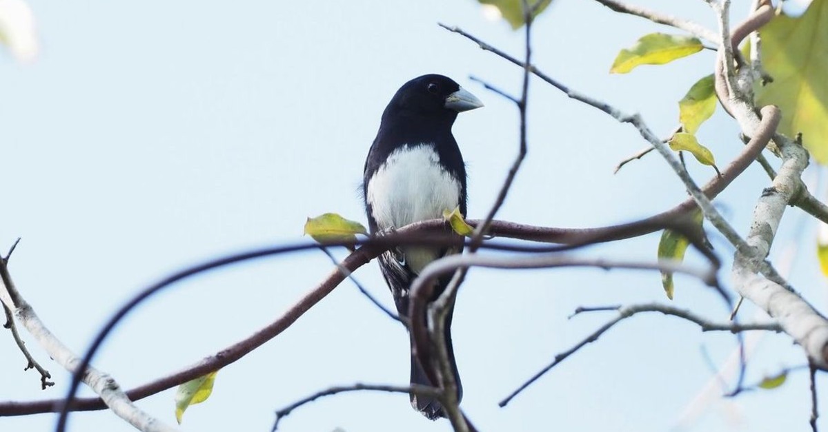 Ave ameaçada de extinção é encontrada em reserva ecológica particular