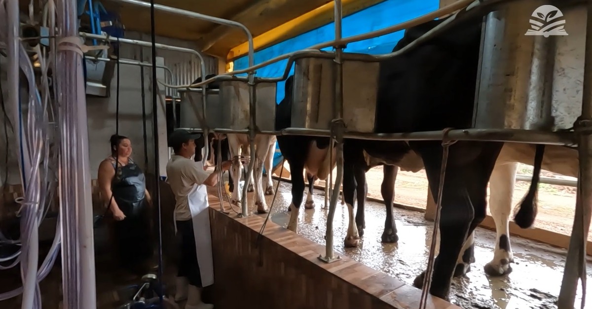 Com as vacas num antigo aviário, produção de leite cresce em sítio de MT