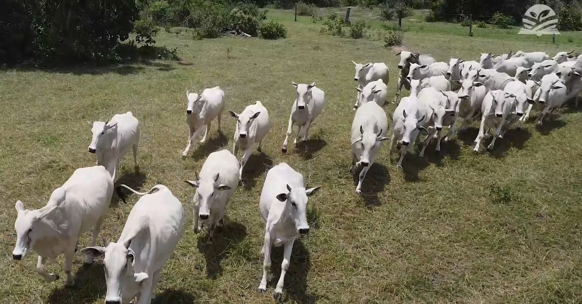 Empresário aprende na prática a ser pecuarista e transforma a fazenda da família