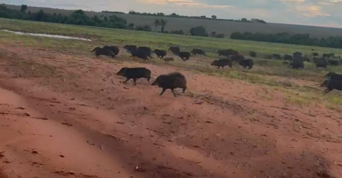 Porcos selvagens causam prejuízos em lavouras de Mato Grosso