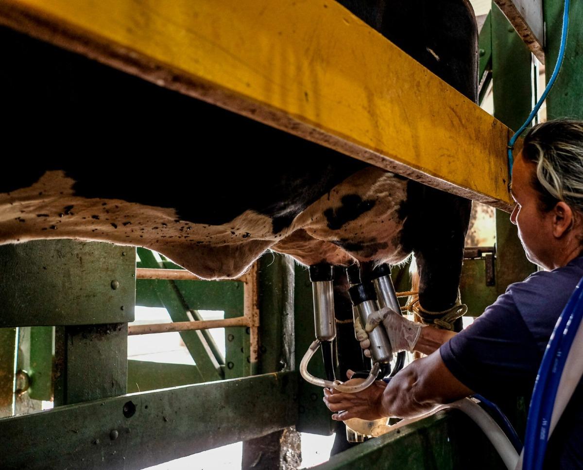 Programa do Governo de MT para melhoramento genético do rebanho leiteiro alcança mais de dois mil produtores | FTN Brasil