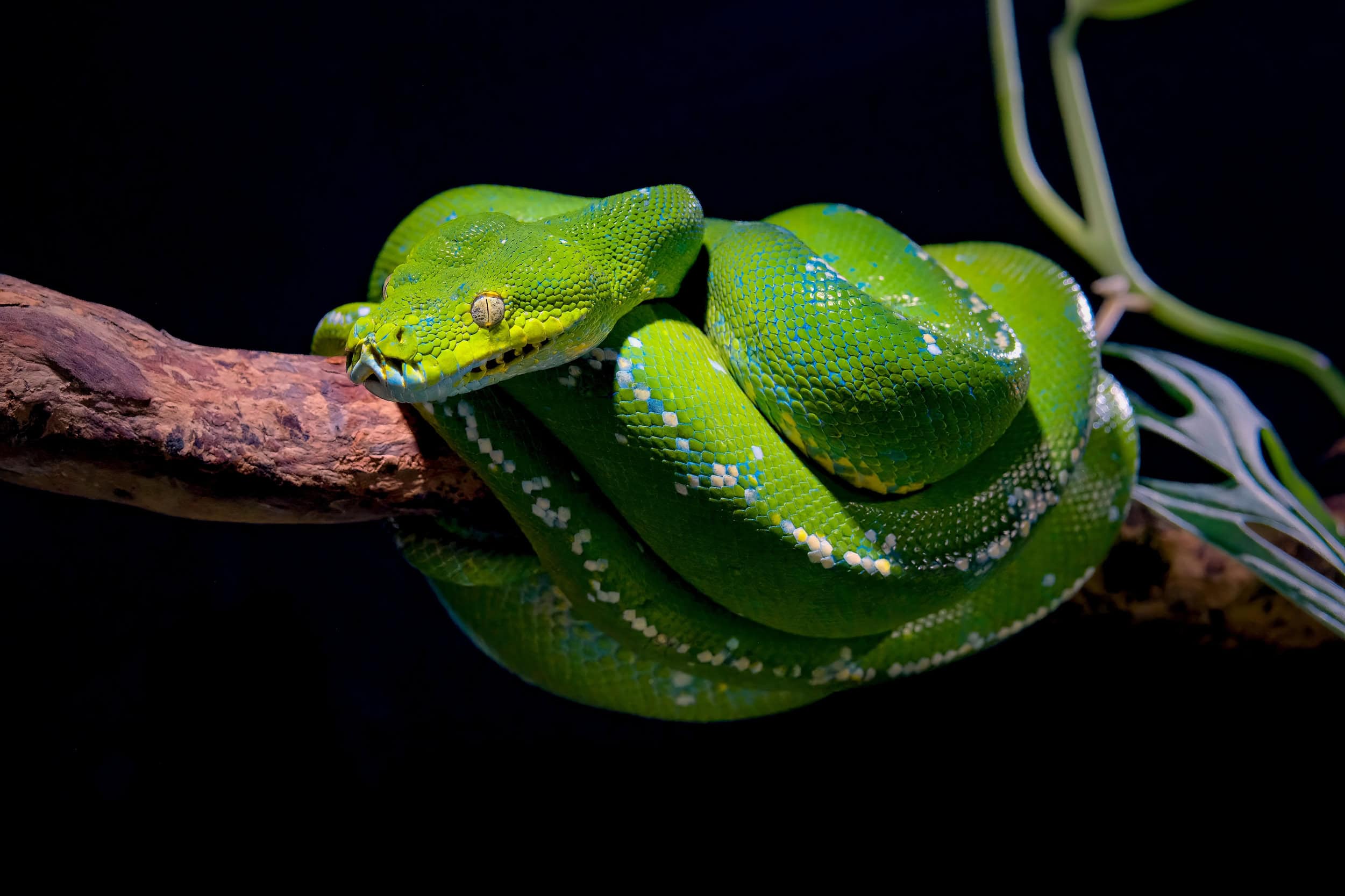 Quais são as serpentes mais peçonhentas do Brasil e onde elas vivem?