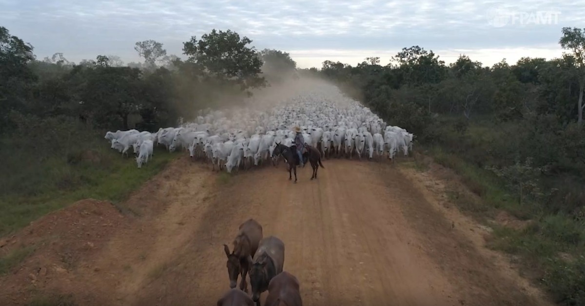 Três meses após sancionada, Lei do Pantanal ainda não foi regulamentada em MT