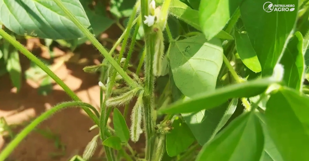 Vale do Araguaia recebe chuvas históricas que prometem alta produtividade