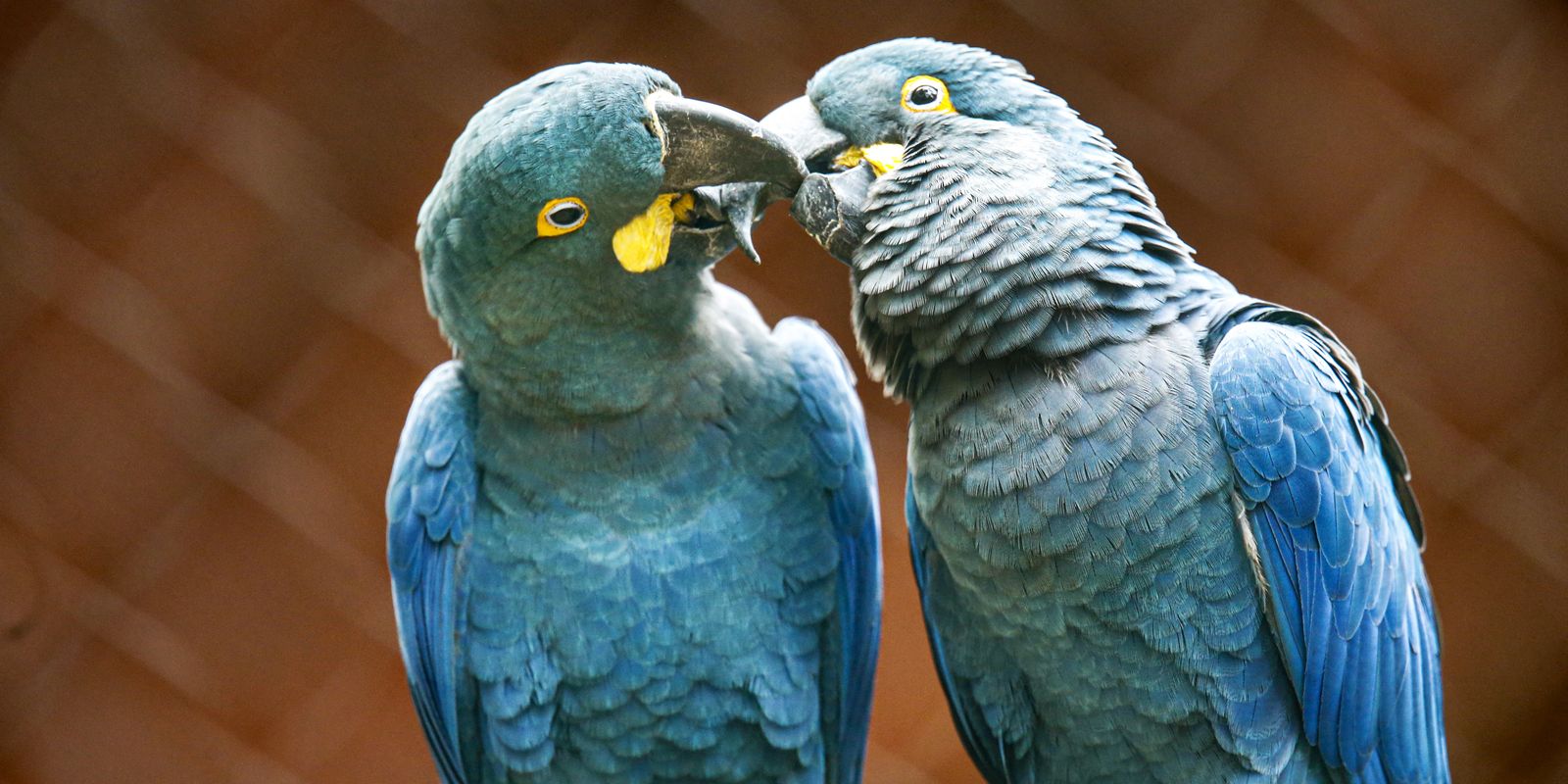 Ameaçada de extinção, mais uma arara-azul-de-lear nasce em São Paulo