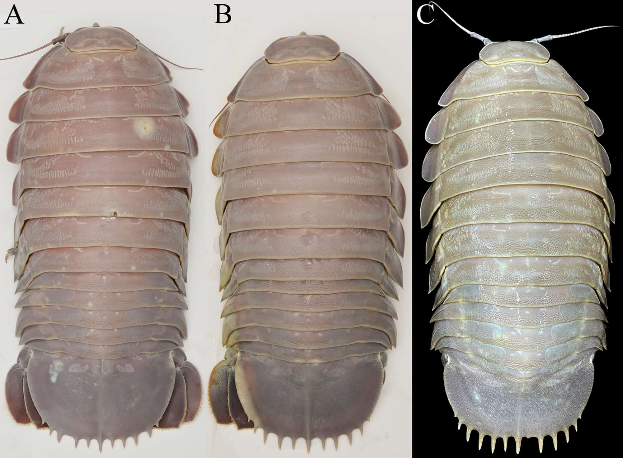 Cientistas descobrem “barata” gigante do mar; veja imagens