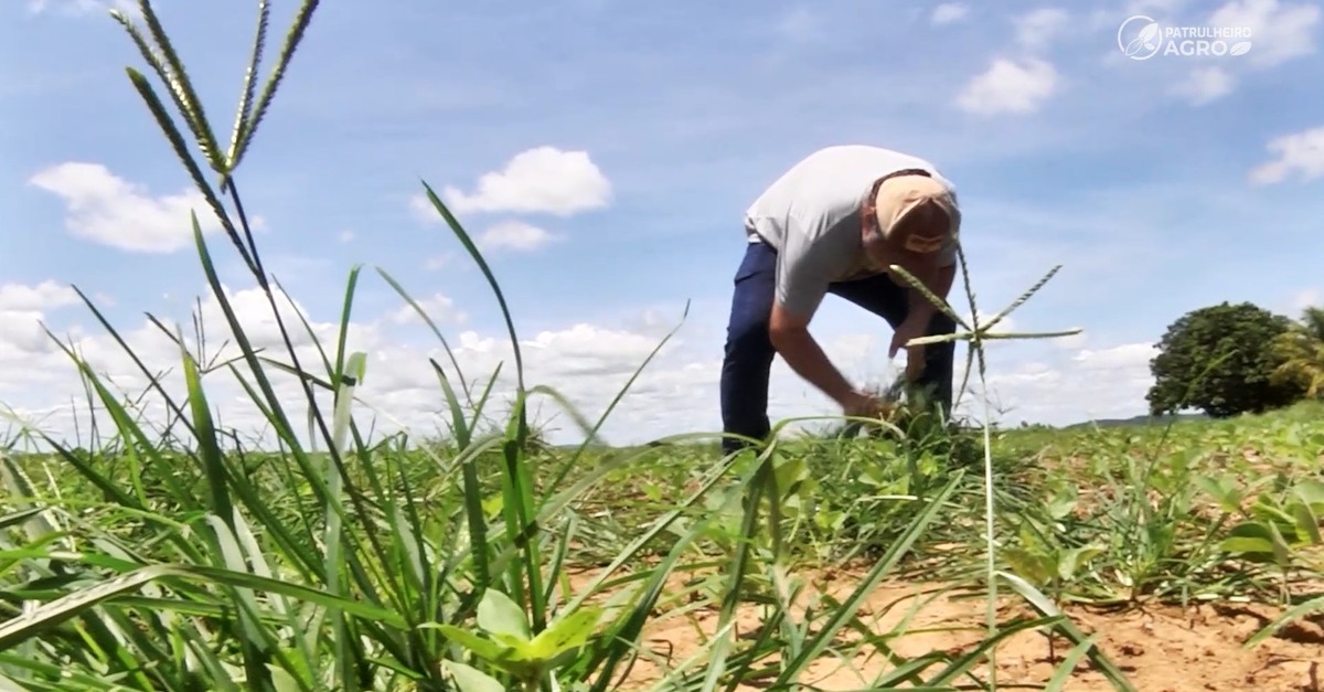 Clima colabora para a proliferação de capim pé-de-galinha em MT