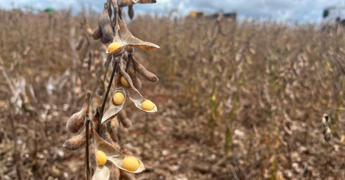 Excesso de chuvas em Mato Grosso já causa transtornos na soja