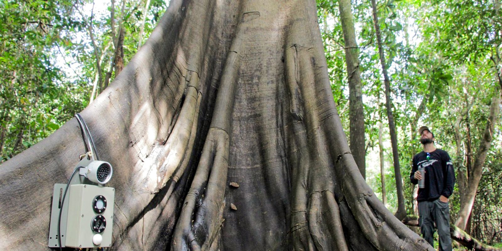 Tecnologias monitoram biodiversidade, árvores e ar da Amazônia